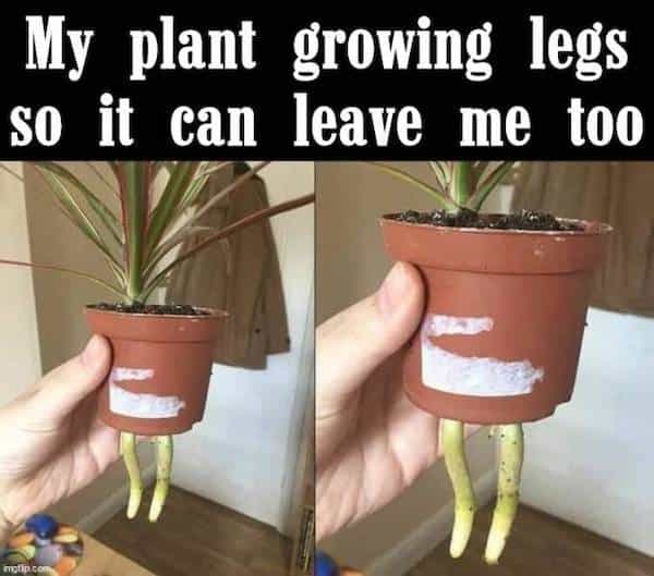 My plant growing legs so it can leave me too