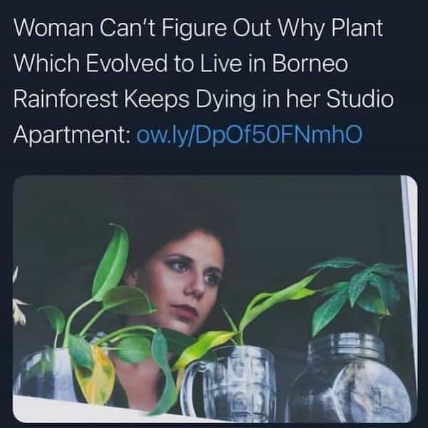 Woman Can't Figure Out Why Plant Which Evolved to Live in Borneo Rainforest Keeps Dying in her Studio Apartment: