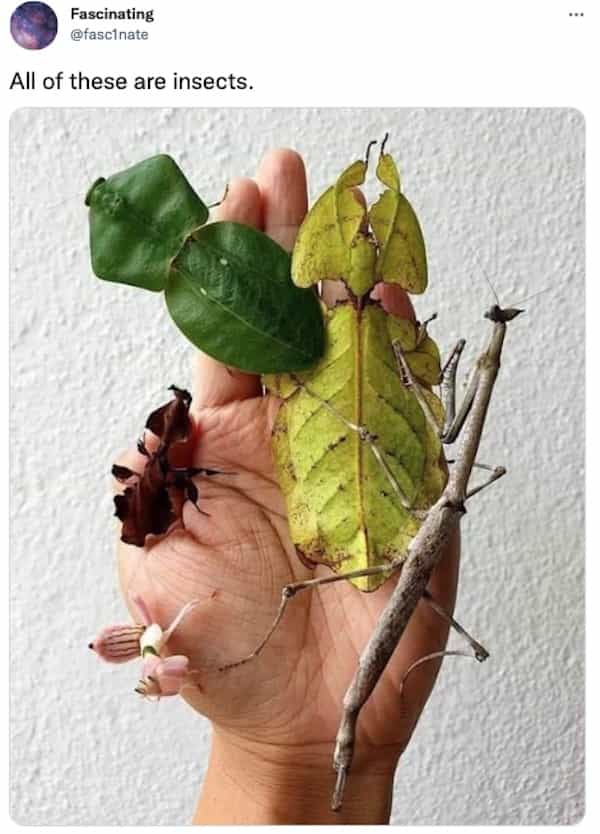 All of these are insects.