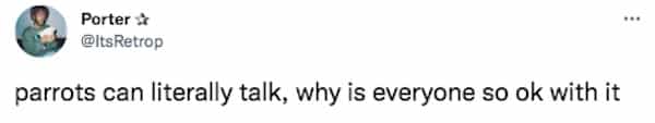 parrots can literally talk, why is everyone so ok with it