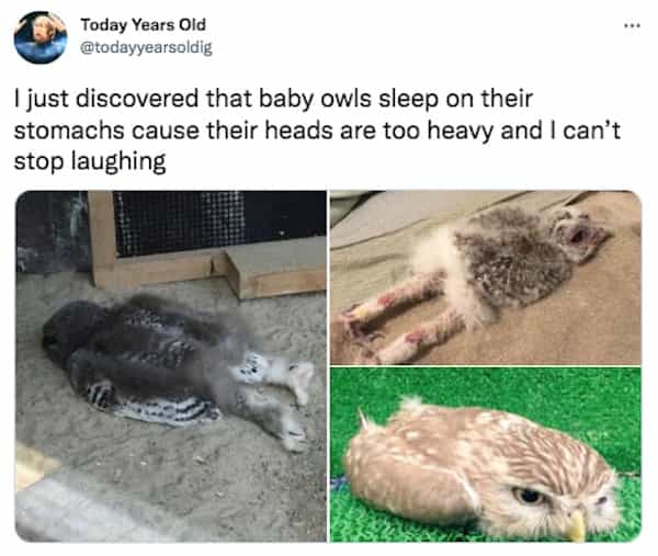 I just discovered that baby owls sleep on their stomachs cause their heads are too heavy and I can't stop laughing