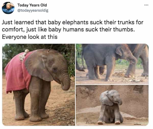 Just learned that baby elephants suck their trunks for comfort, just like baby humans suck their thumbs. Everyone look at this