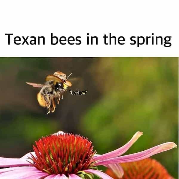Texan bees in the spring "beehaw"