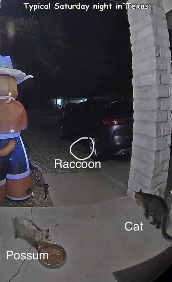 raccoon possum and cat on porch