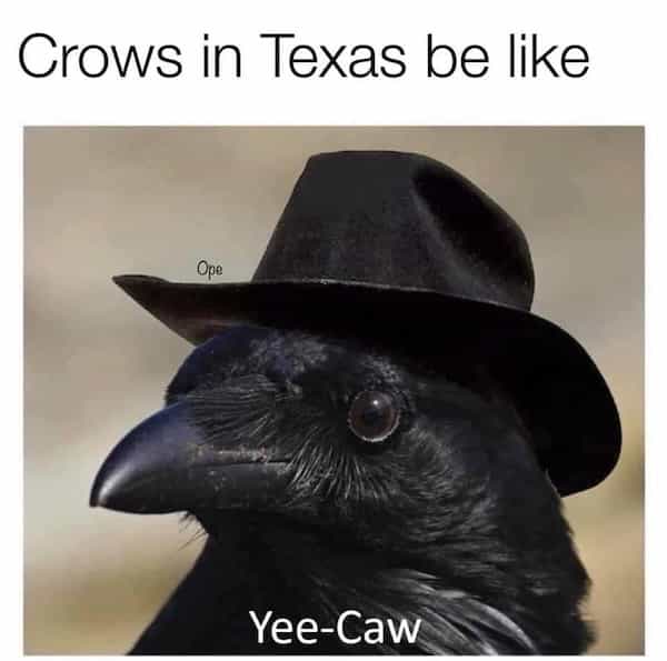 Crows in Texas be like Ope Yee-Caw