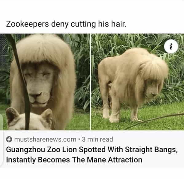 Guangzhou Zoo Lion Spotted With Straight Bangs, Instantly Becomes The Mane Attraction