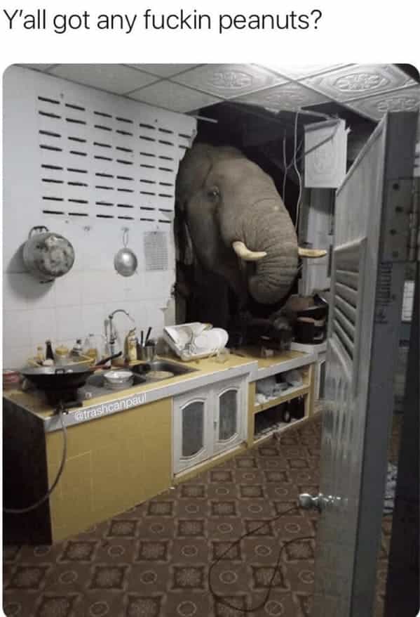 Y'all got any fuckin peanuts?