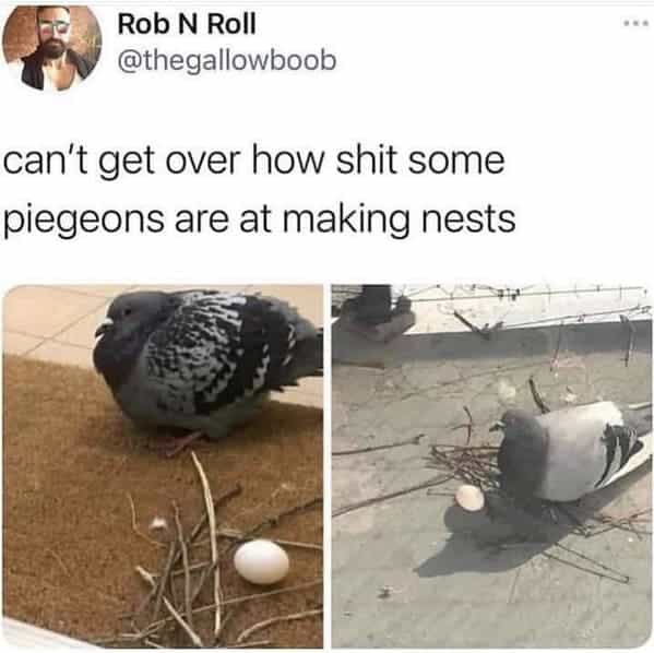can't get over how shit some pigeons are at making nests