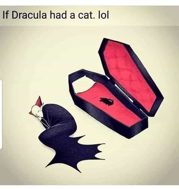 If Dracula had a cat. lol