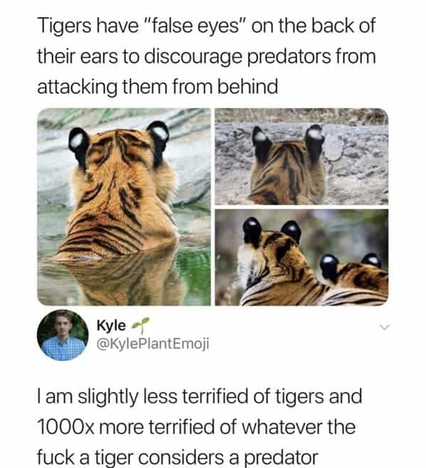 Tigers have "false eyes" on the back of their ears to discourage predators from attacking them from behind Kyle @KylePlantEmoji I am slightly less terrified of tigers and 1000x more terrified of whatever the fuck a tiger considers a predator