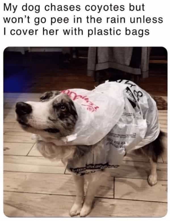My dog chases coyotes but won't go pee in the rain unless I cover her with plastic bags