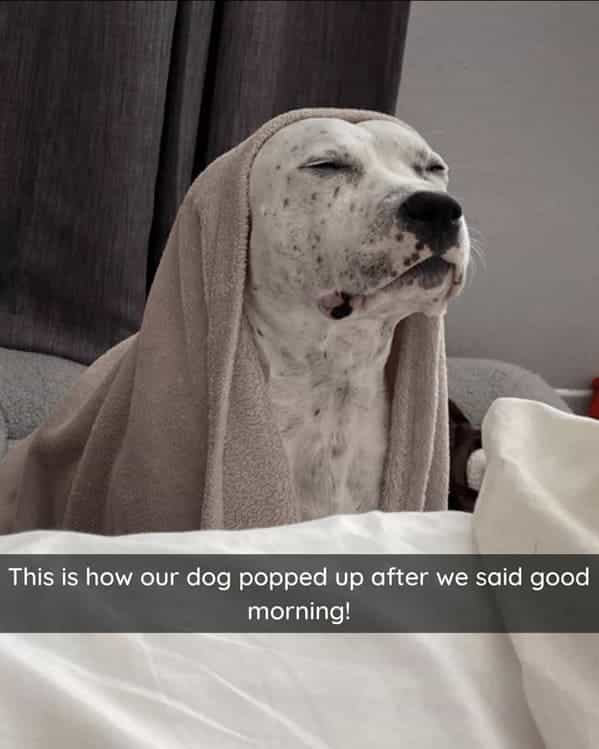 This is how our dog popped up after we said good morning!