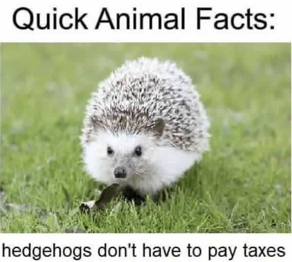 Quick Animal Facts: hedgehogs don't have to pay taxes
