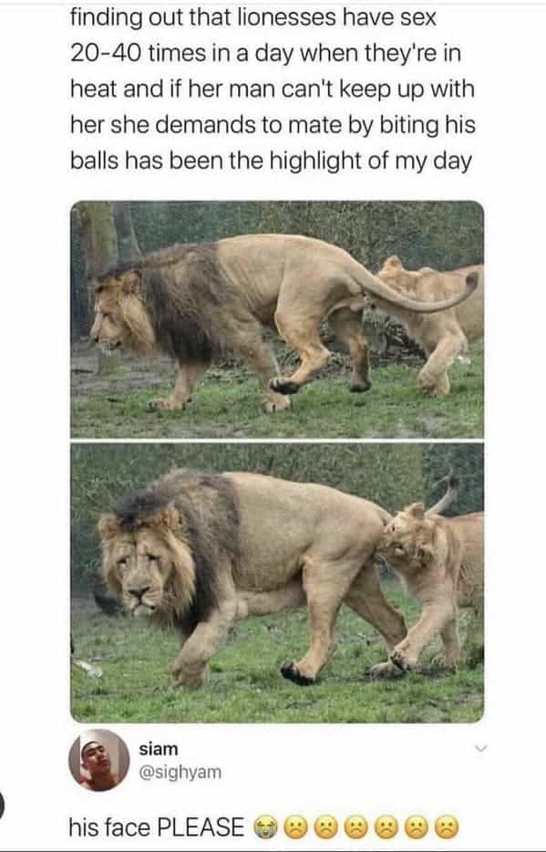 finding out that lionesses have sex 20-40 times in a day when they're in heat and if her man can't keep up with her she demands to mate by biting his balls has been the highlight of my day