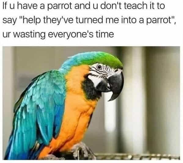 If u have a parrot and u don't teach it to say "help they've turned me into a parrot", ur wasting everyone's time