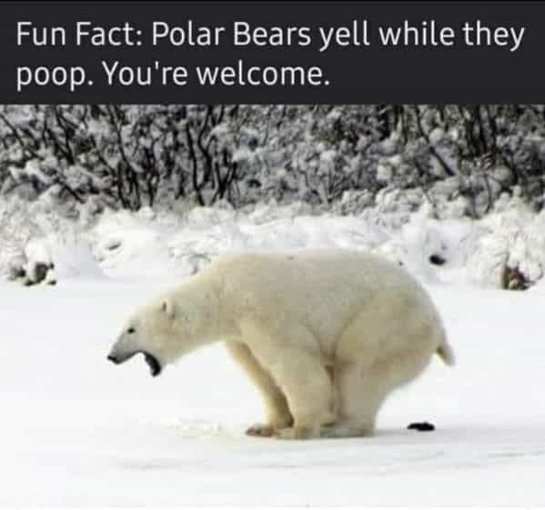 Fun Fact: Polar Bears yell while they poop. You're welcome.