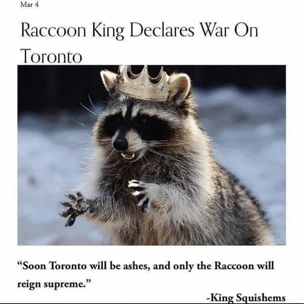 Raccoon King Declares War On Toronto "Soon Toronto will be ashes, and only the Raccoon will reign supreme."