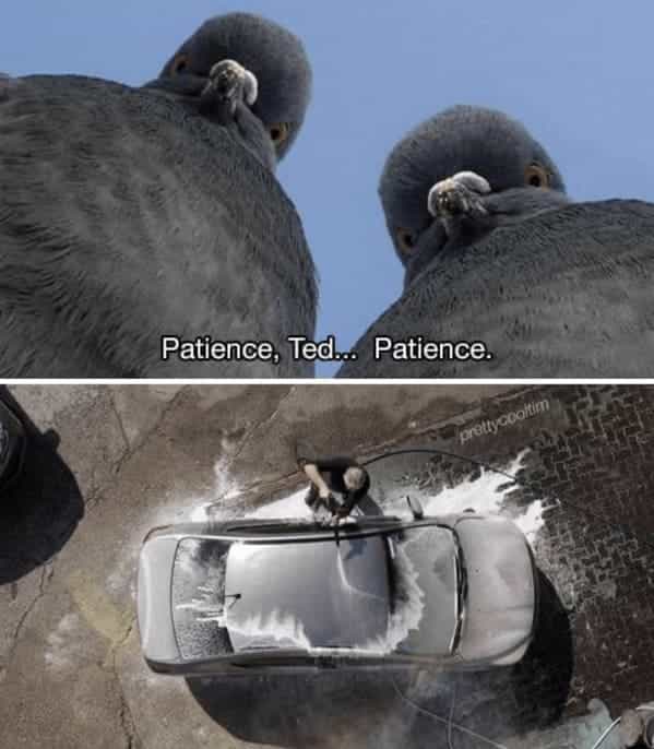 Patience, Ted... Patience. pigeons looking at car
