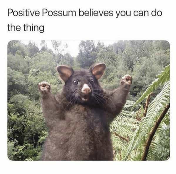 Positive Possum believes you can do the thing