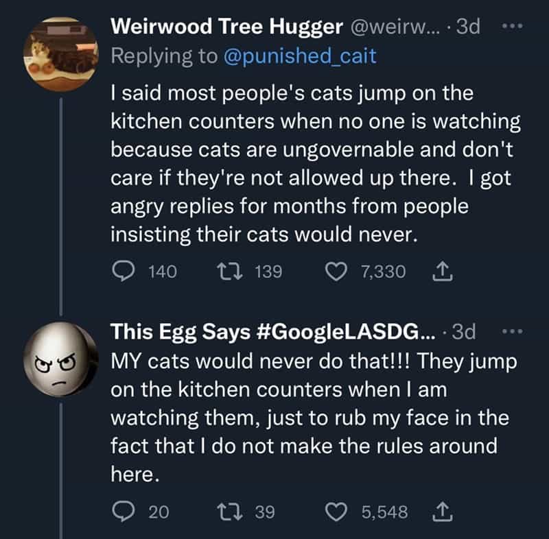 1 said most people's cats jump on the kitchen counters when no one is watching because cats are ungovernable and don't care if they're not allowed up there. I got angry replies for months from people insisting their cats would never.