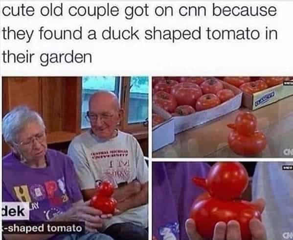 cute old couple got on cnn because they found a duck shaped tomato in their garden
