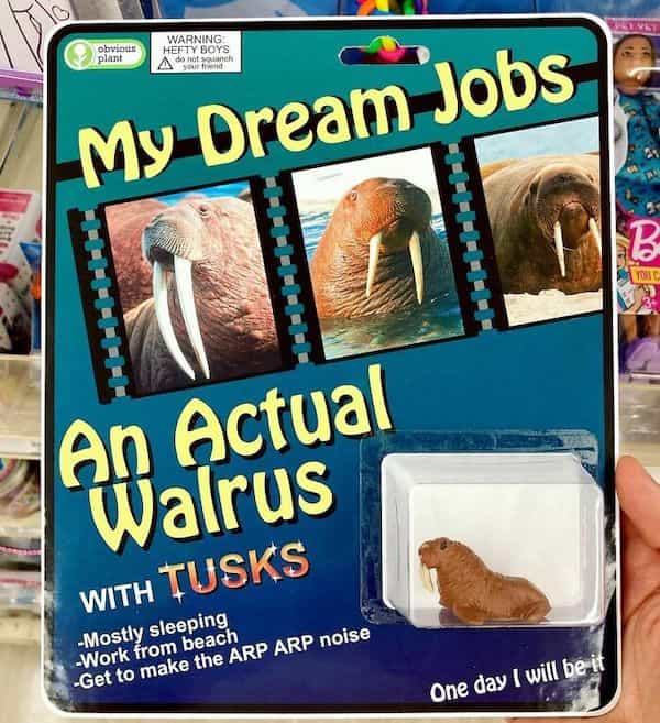 My Dream Jobs An Actual walrus WITH TUSKS