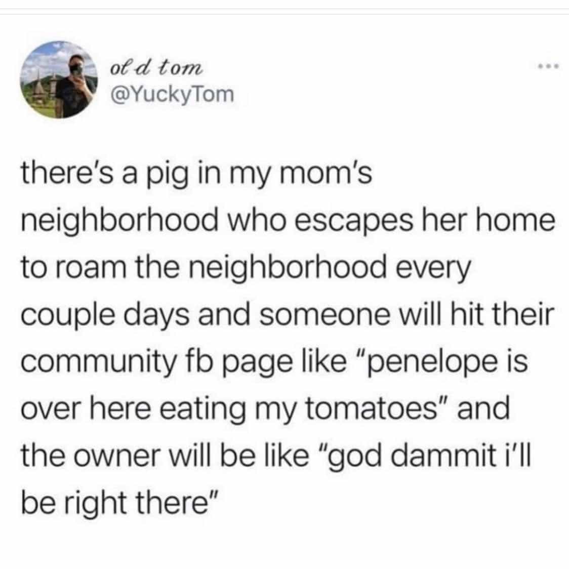 there's a pig in my mom's neighborhood who escapes her home to roam the neighborhood every couple days and someone will hit their community fb page like "penelope is over here eating my tomatoes" and the owner will be like "god dammit i'll be right there"