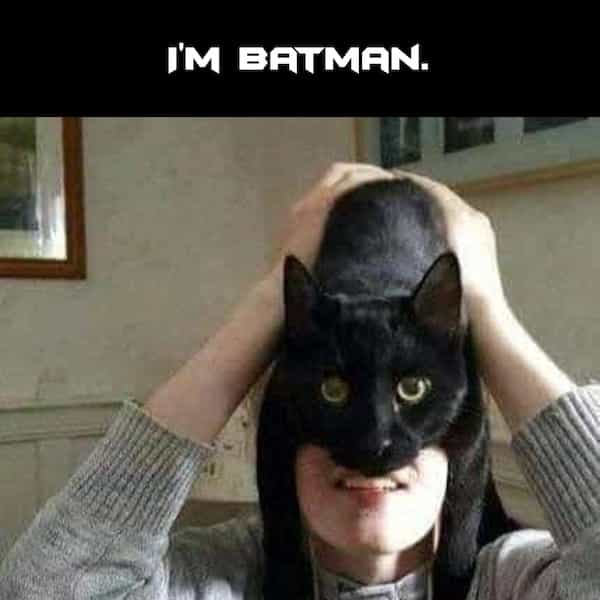 I'M BATMAN wearing black cat on head