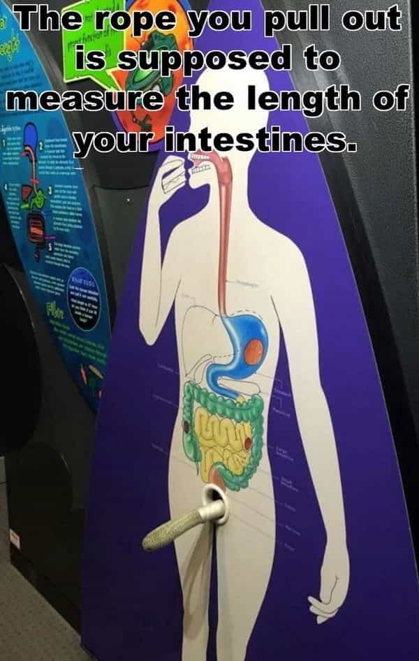 The rope you pull out is supposed to measure the length of your intestines.