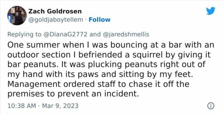 One summer when I was bouncing at a bar with an outdoor section I befriended a squirrel by giving it bar peanuts. It was plucking peanuts right out of my hand with its paws and sitting by my feet. Management ordered staff to chase it off the premises to prevent an incident.