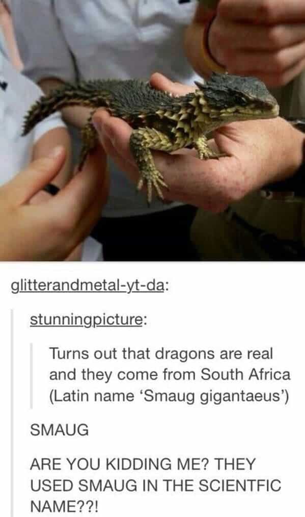 Turns out that dragons are real and they come from South Africa (Latin name 'Smaug gigantaeus') SMAUG ARE YOU KIDDING ME? THEY USED SMAUG IN THE SCIENTFIC NAME??!