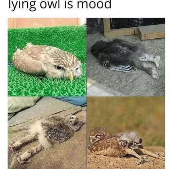 lying owl is mood
