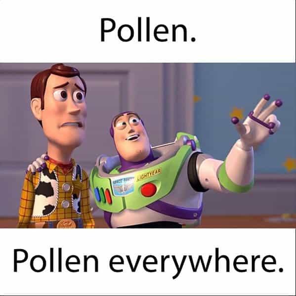 Pollen. (CRITERS Pollen everywhere.