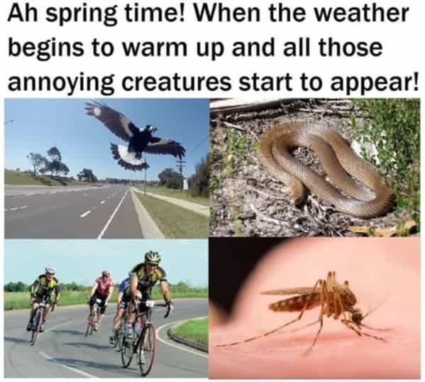 Ah spring time! When the weather begins to warm up and all those annoying creatures start to appear!