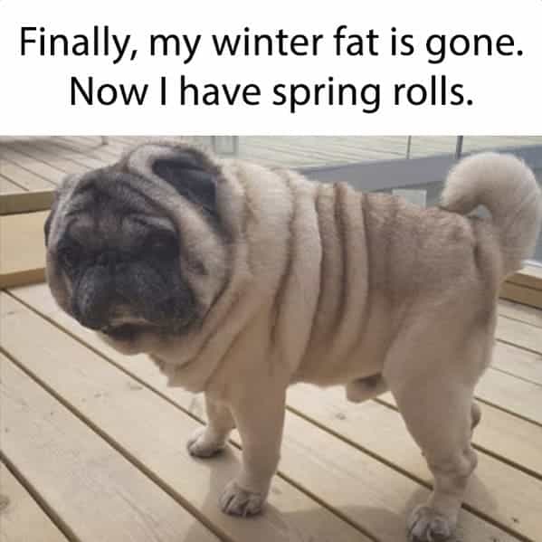 Finally, my winter fat is gone. Now I have spring rolls.