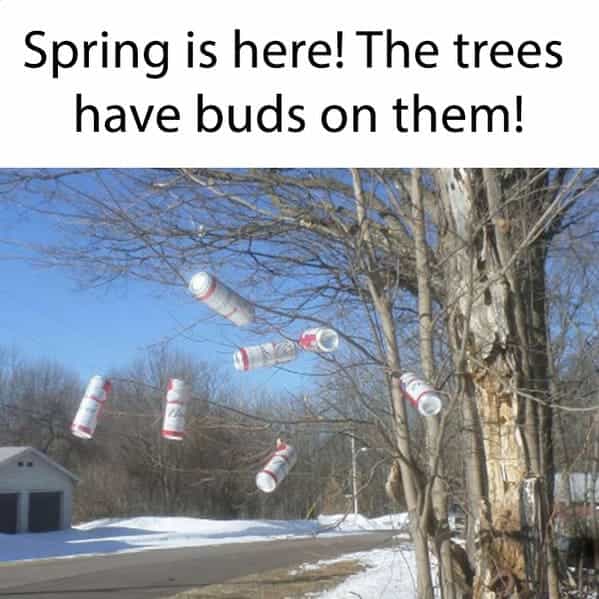 Spring is here! The trees have buds on them!