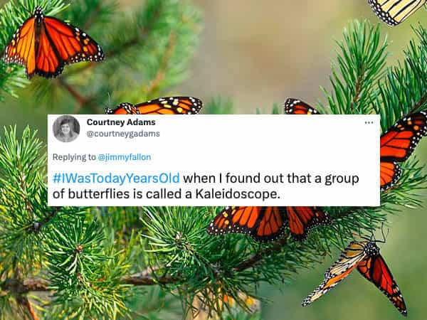 #IWasTodayYearsOld when I found out that a group of butterflies is called a Kaleidoscope.