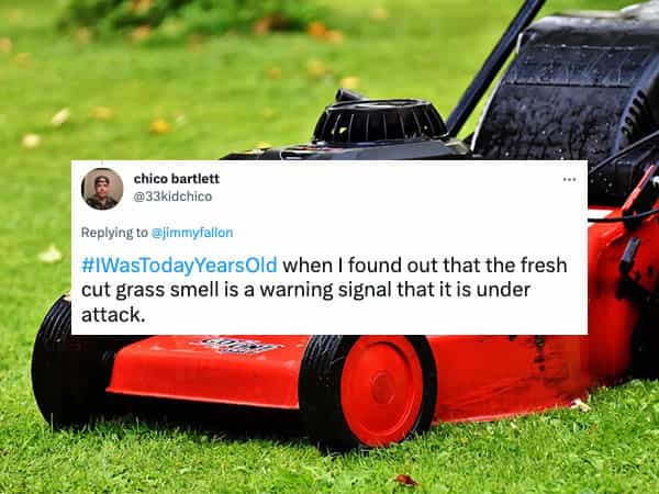 #WasTodayYearsOld when I found out that the fresh cut grass smell is a warning signal that it is under attack.