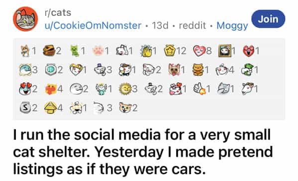 I run the social media for a very small cat shelter. Yesterday I made pretend listings as if they were cars.