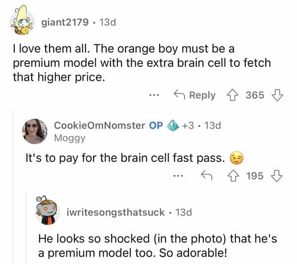 giant2179 • 13d I love them all. The orange boy must be a premium model with the extra brain cell to fetch that higher price. 5 Reply § 365 I CookieOmNomster OP 6 +3 • 13d Moggy It's to pay for the brain cell fast pass. ( 9 u iwritesongsthatsuck • 13d He looks so shocked (in the photo) that he's a premium model too. So adorable!