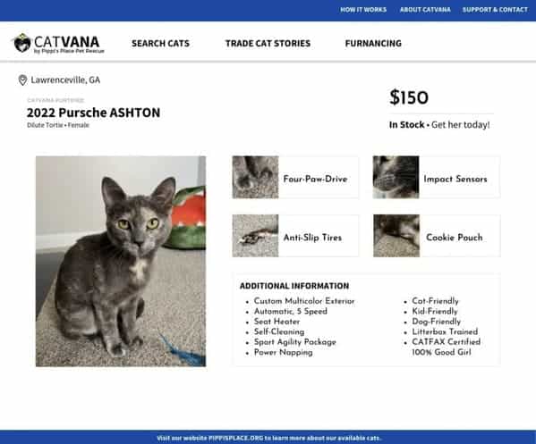 2022 Pursche ASHTON TRADE CAT STORIES FURNANCING $150 In Stock • Get her todayl Four Pow.Drive impoch Sensors Anti-Slip Tires Cookie Pouch ADDITIONAL INFORMATION Custom Multicolor Esterior Automatic. 5 Speed Seat Heater Self-Cleoning Spart Agility Pockage Cot-Friendly Kid Friendly Dog-Friendly 100% Good Girl