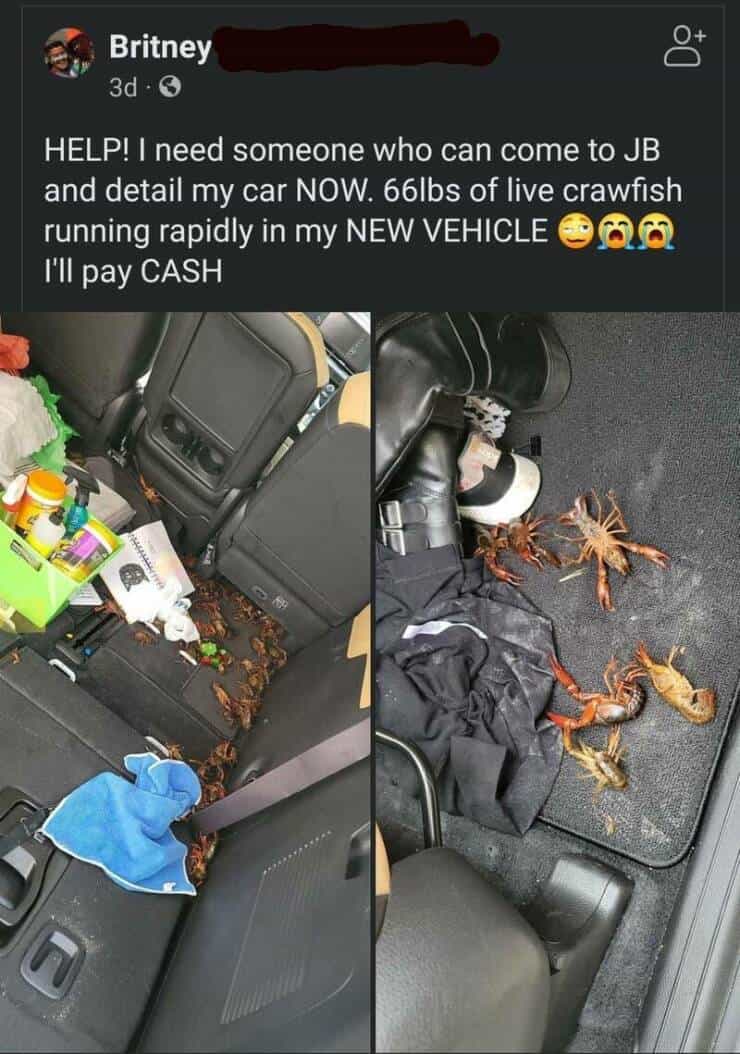 HELP! I need someone who can come to JB and detail my car NOW. 66lbs of live crawfish running rapidly in my NEW VEHICLE 0 6 I'll pay CASH