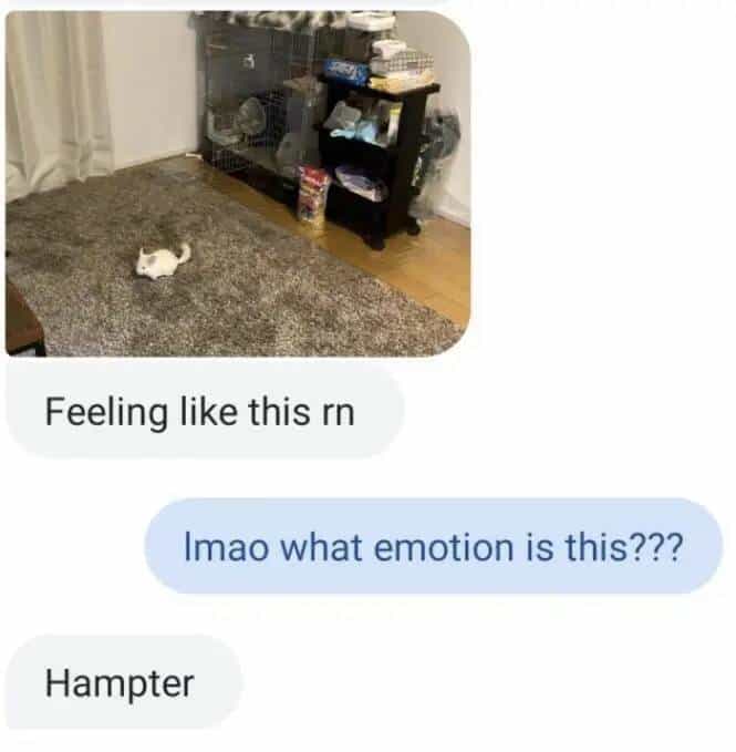 Feeling like this in Imao what emotion is this??? Hampter