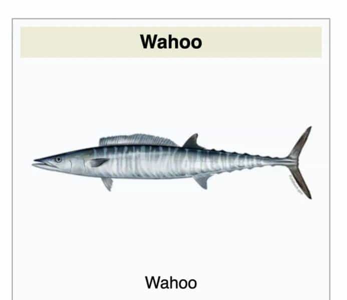 Wahoo Wahoo
