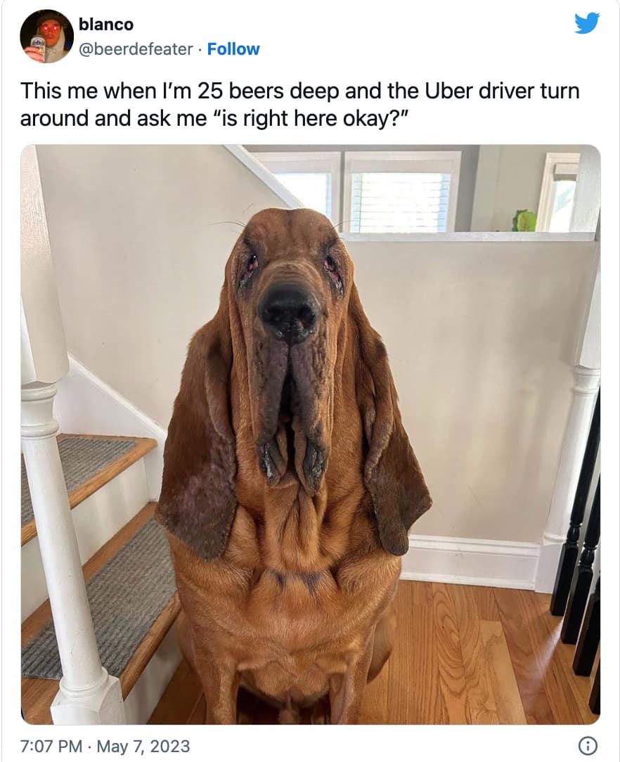 funny dog memes