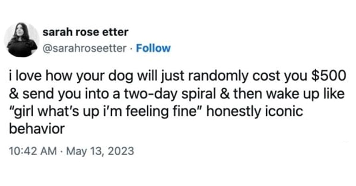 funny cat memes, dog memes