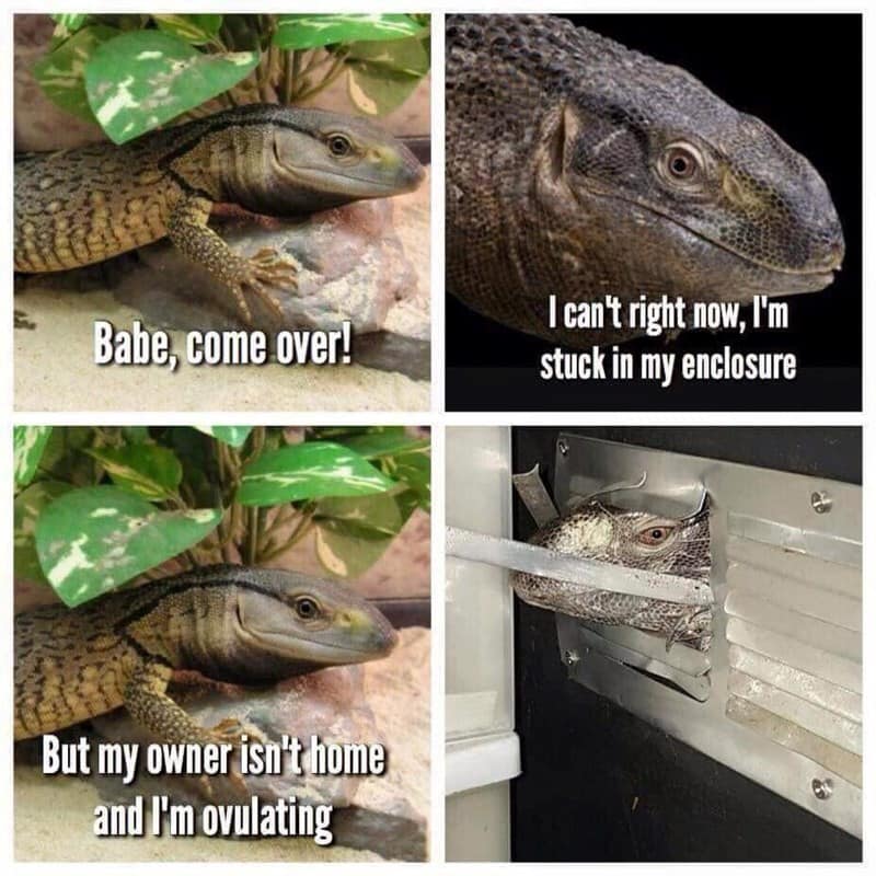 lizard meme