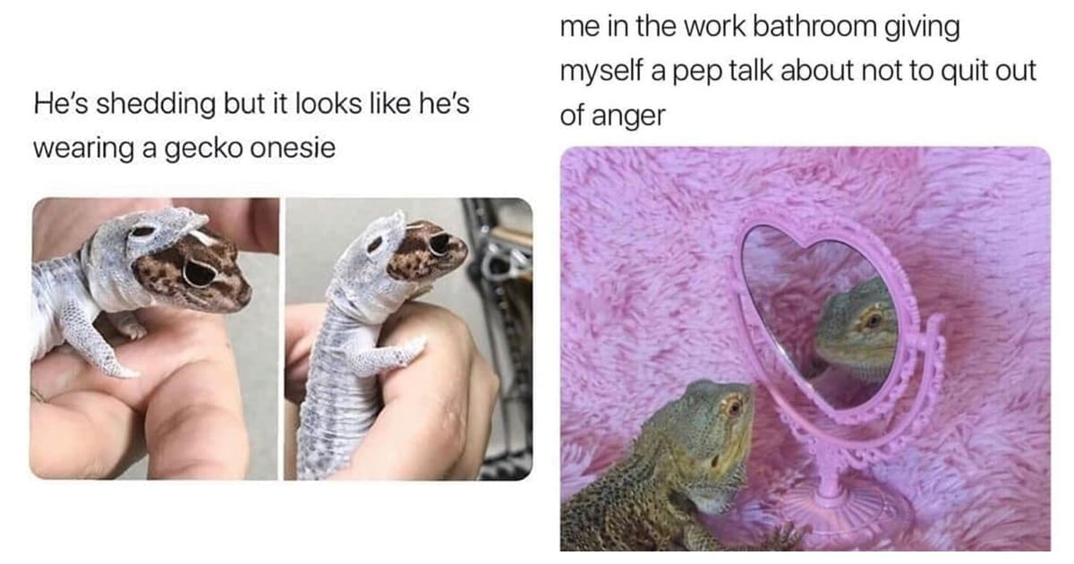 lizard meme