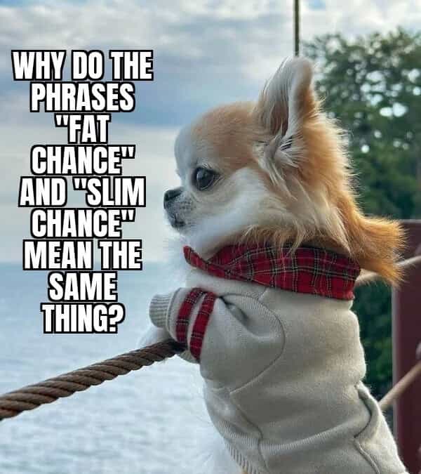 WHY DO THE PHRASES WFAT CHANCE? AND USLIM CHANCE" MEAN THE SAME THING?