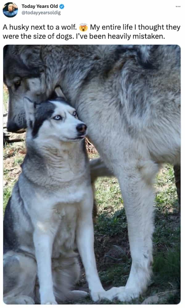 Today Years Old @todayyearsoldig A husky next to a wolf.  My entire life I thought they were the size of dogs. I've been heavily mistaken.